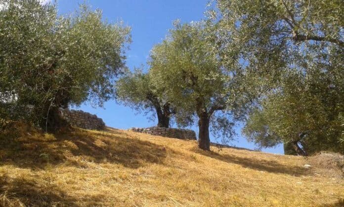 Olive farming and olive oil production in Pakistan