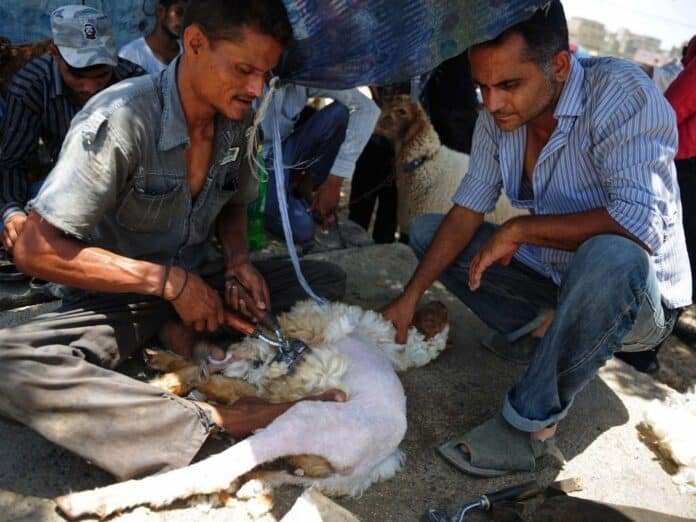 Livestock fibre processing and wool products in Gilgit-Baltistan and AJK