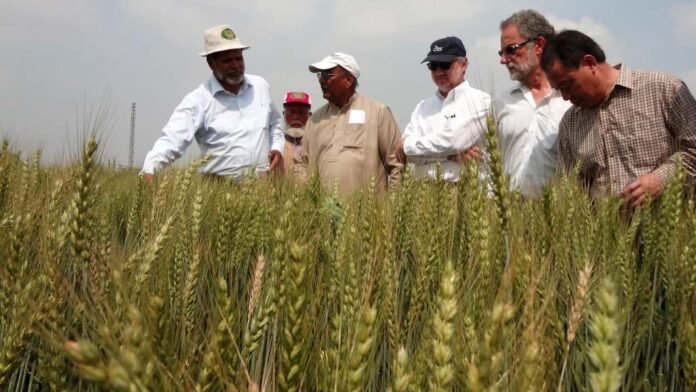 Scientists inspecting hybrid wheat research field in Pakistan