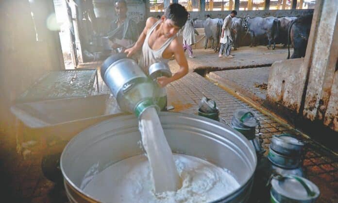 Buffalo milk production at a dairy farm in rural Pakistan showing growth in livestock sector